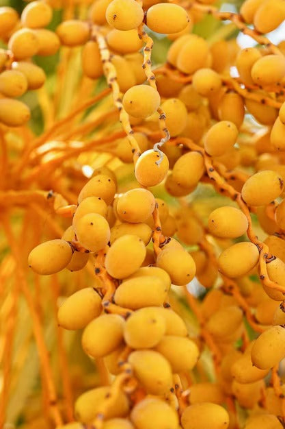 Best 10 Middle Eastern Dates Varieties: Premium Quality Guide 2025