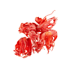  Jathipathiri on a white background